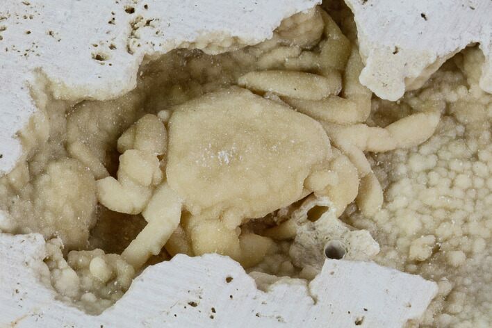Fossil Crab (Potamon) Preserved in Travertine - Turkey #106451